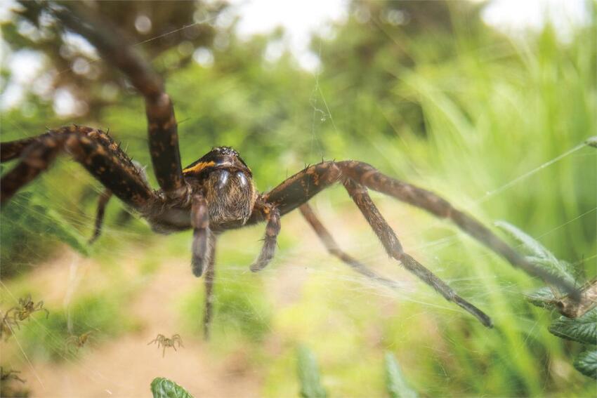 Makroobjektiver - oppdag detaljene du ellers ikke ser